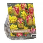 Baltus Urban Flowers Brazilian Carnaval bloembollen per 12 stuks